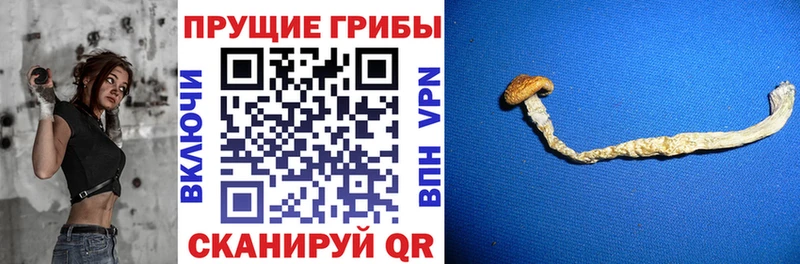 где найти наркотики Плавск Псилоцибиновые грибы ЛСД